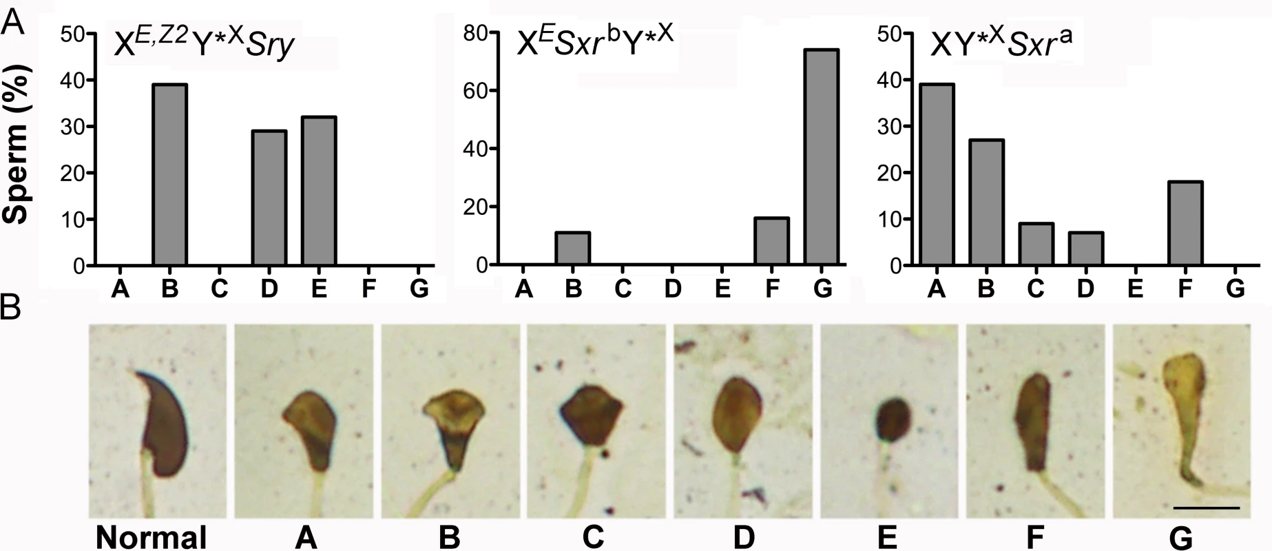 Sperm headshape analysis.