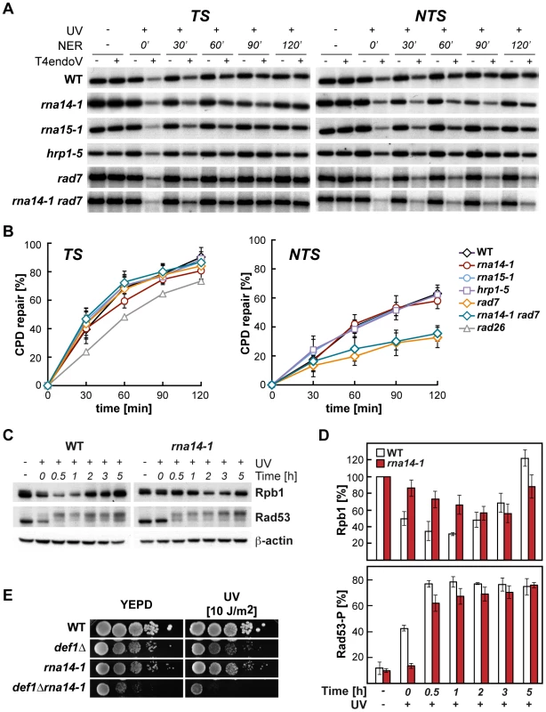 Normal CPD repair and DNA-damage response alteration in transcription termination mutants.