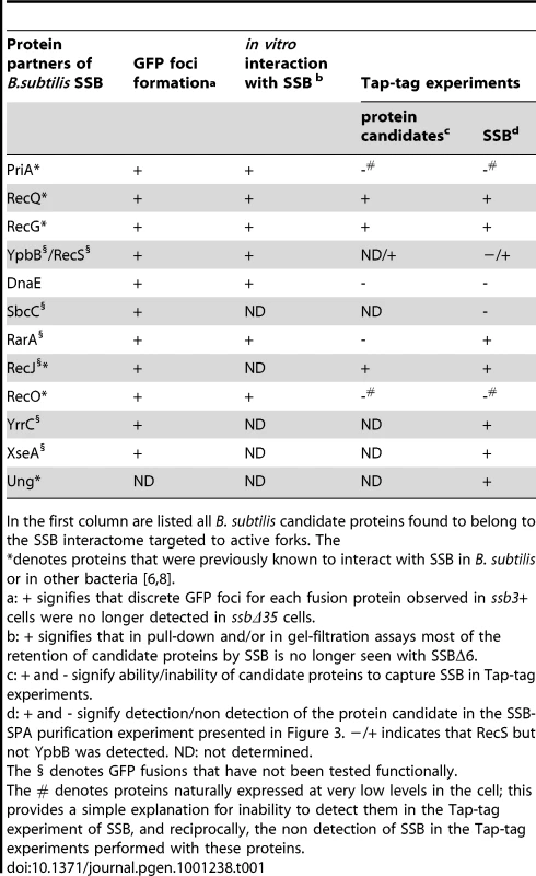 The <i>B. subtilis</i> SSB interactome targeted to active chromosomal replication forks.
