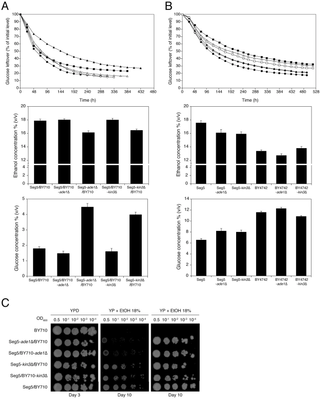 Single gene RHA and loss of function assessment for the causative genes <i>ADE1</i> and <i>KIN3</i> in QTL2.