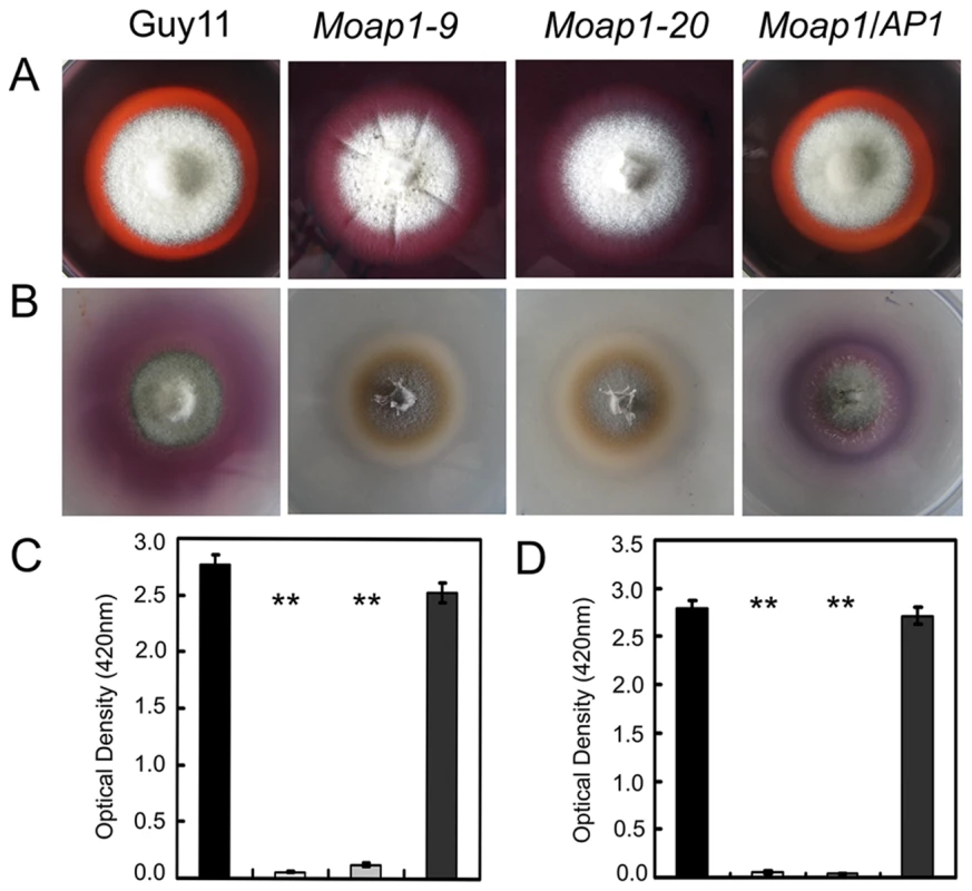Decreased extracellular laccase and peroxidase activities in the <i>Moap1</i> mutants.