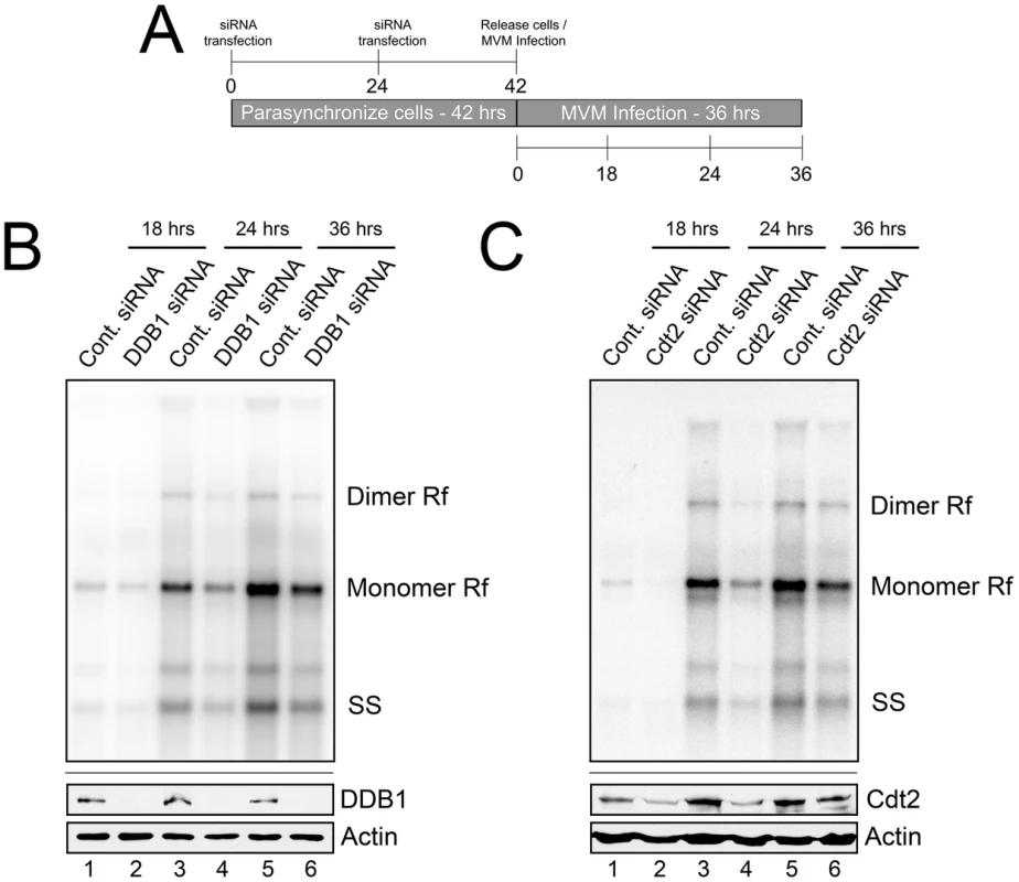 The CRL4<sup>Cdt2</sup> E3 ligase complex is important for MVM replication.