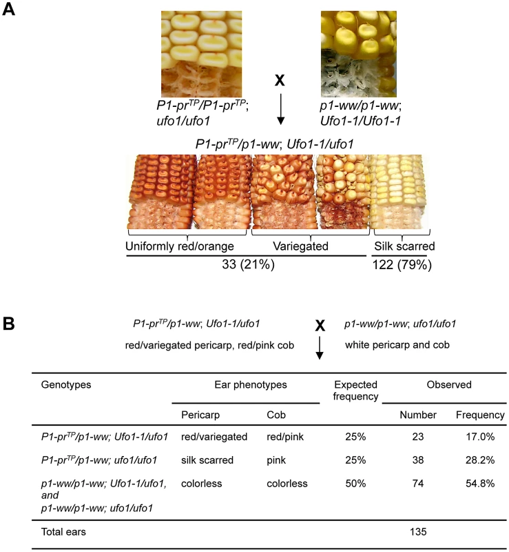 Representative data showing <i>Ufo1-1</i>–induced reactivation of <i>P1-pr<sup>TP</sup></i>.