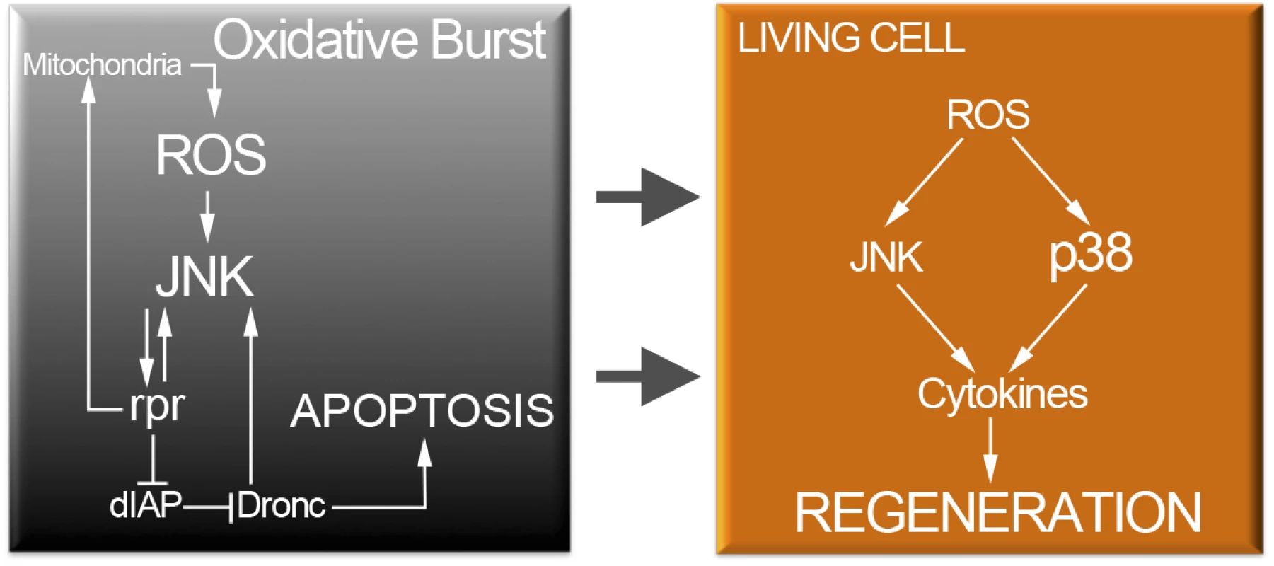 Cell protection module activated by injury or cell death.