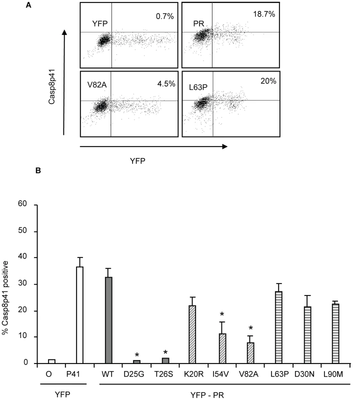 Reduced HIV-1PR-induced cell death is associated with reduced Casp8p41 production.
