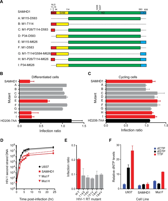 Restriction activity of SAMHD1 deletion constructs.