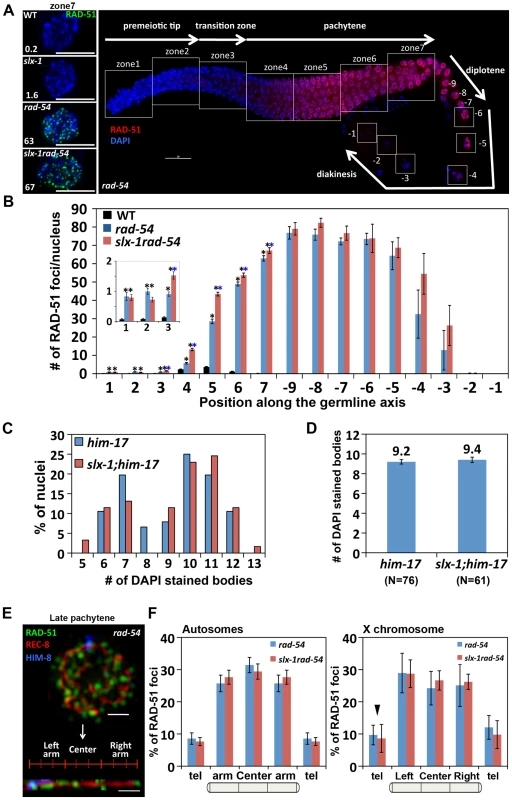 SLX-1 does not regulate either the levels or the distribution of DSBs.
