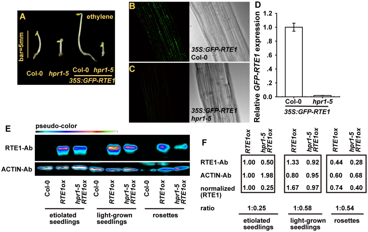 RTE1 level is reduced in the <i>hpr1–5</i> mutant.