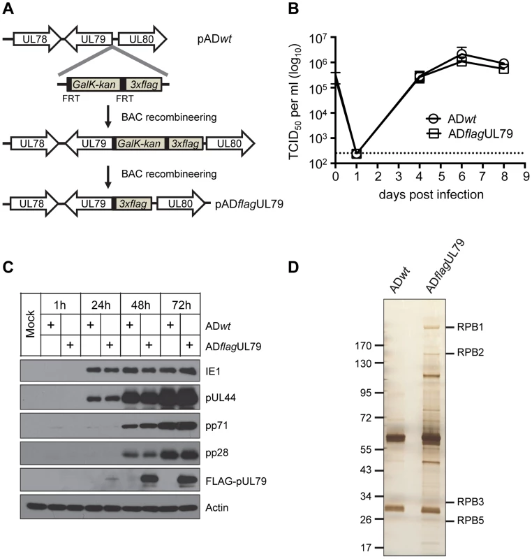 Identification of pUL79 interacting proteins.