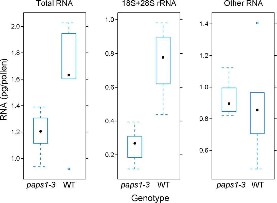 Role of <i>PAPS1</i> in ribosome biogenesis.