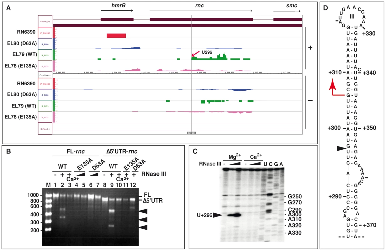 RNase III autoregulates its own expression.