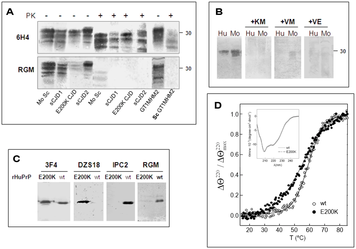HuPrP E200K is spontaneously oxidized.
