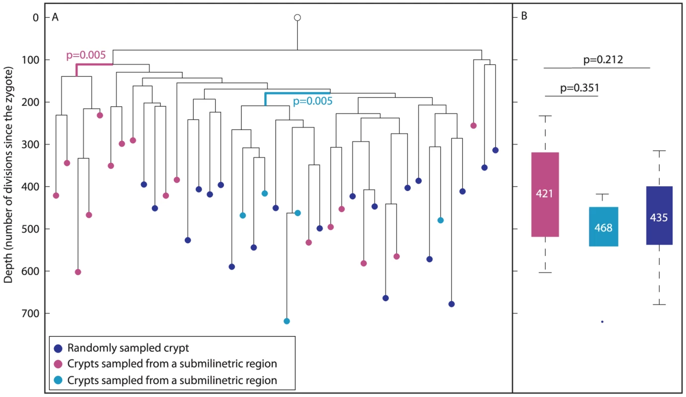 Phylogeography of the colon.