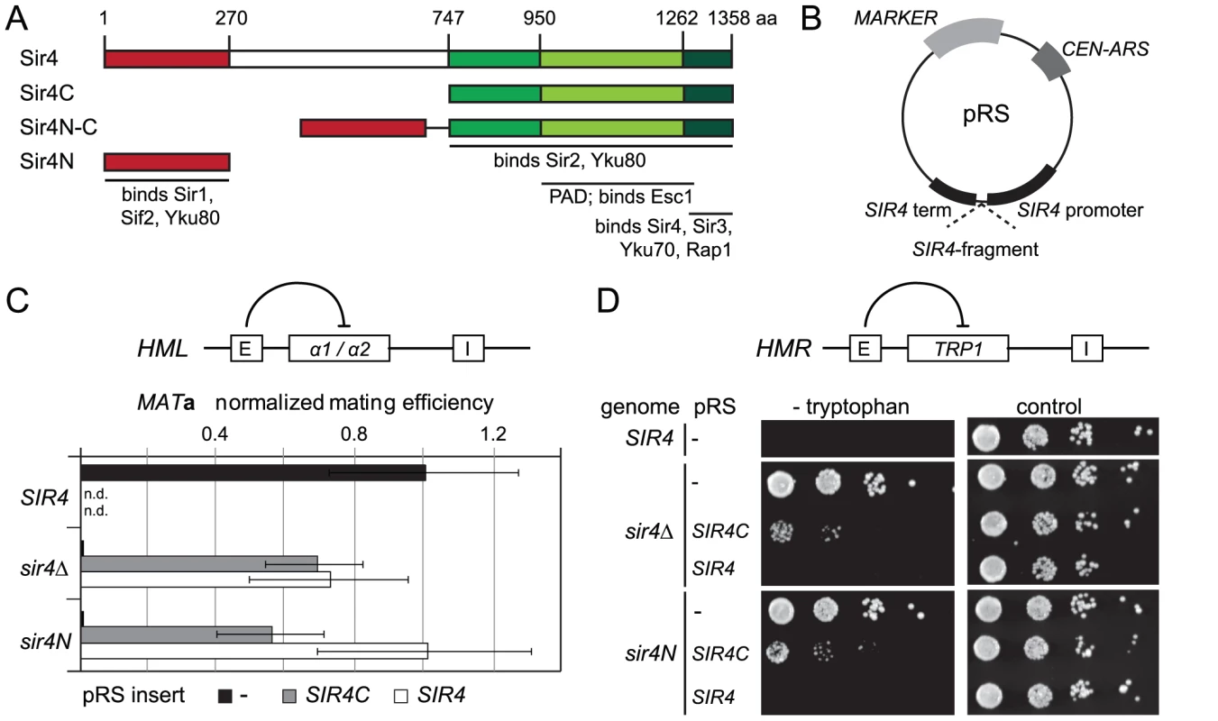 A truncated Sir4C is sufficient for silencing at <i>HML</i> and <i>HMR</i>.