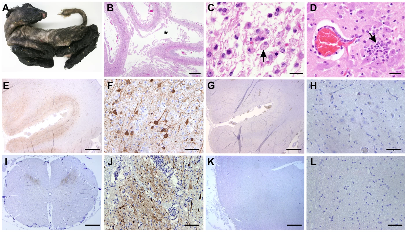 SBV tropism in the central nervous system of naturally <i>in utero</i> infected lambs and calves.