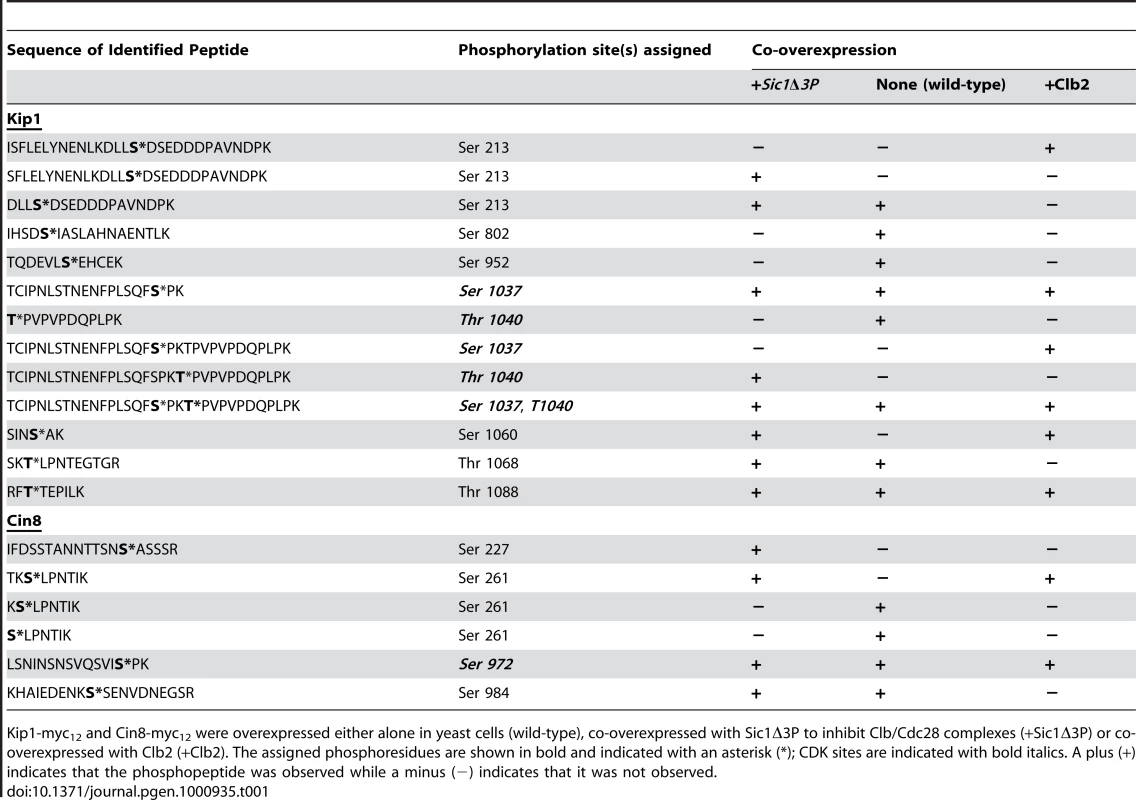 List of phosphopeptides generated from Kip1 and Cin8 and identified during LC/MS/MS analysis.
