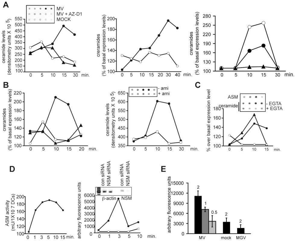 DC-SIGN ligation activates SMases and causes membrane ceramide accumulation on DCs.