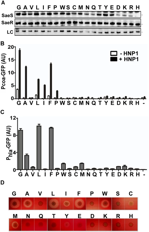 At the position 35, Gly is the optimal amino acid for SaeS switch function.