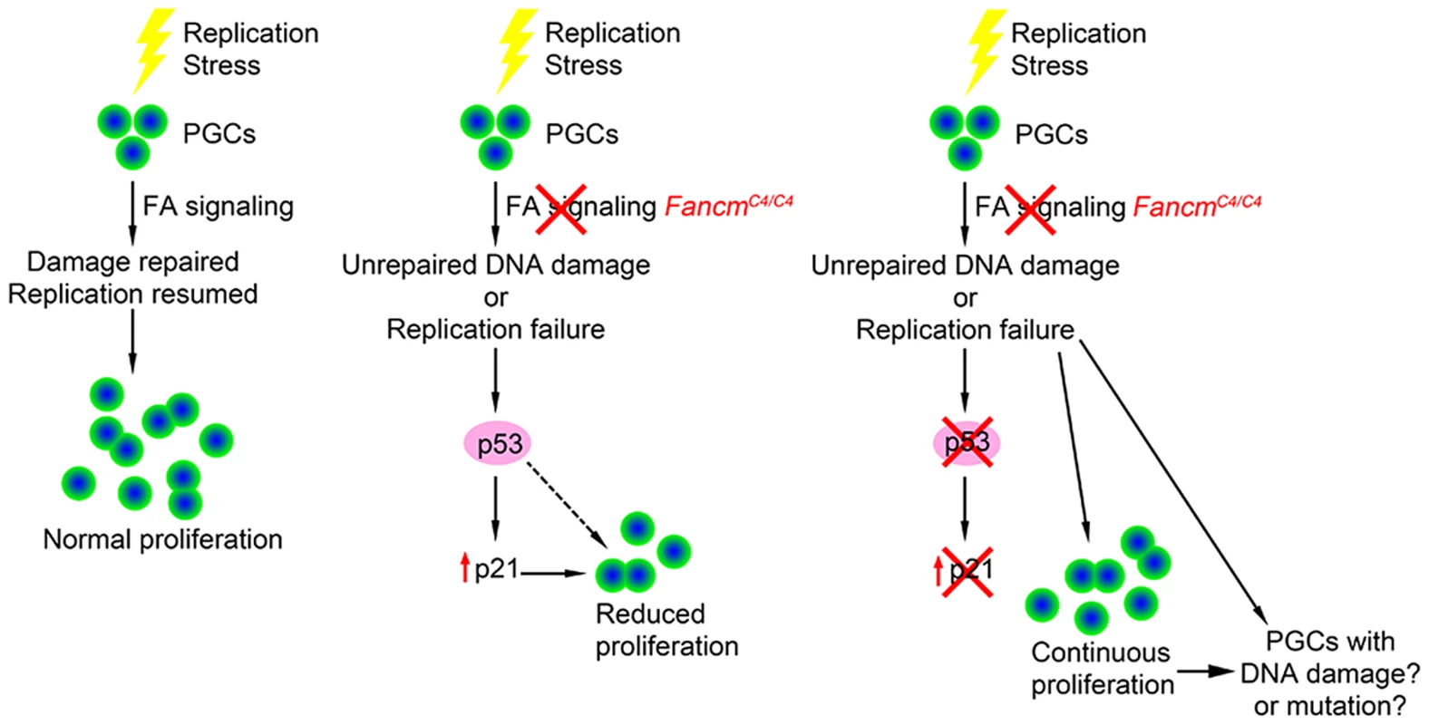 Model of checkpoint responses to replication stress in primordial germ cells.
