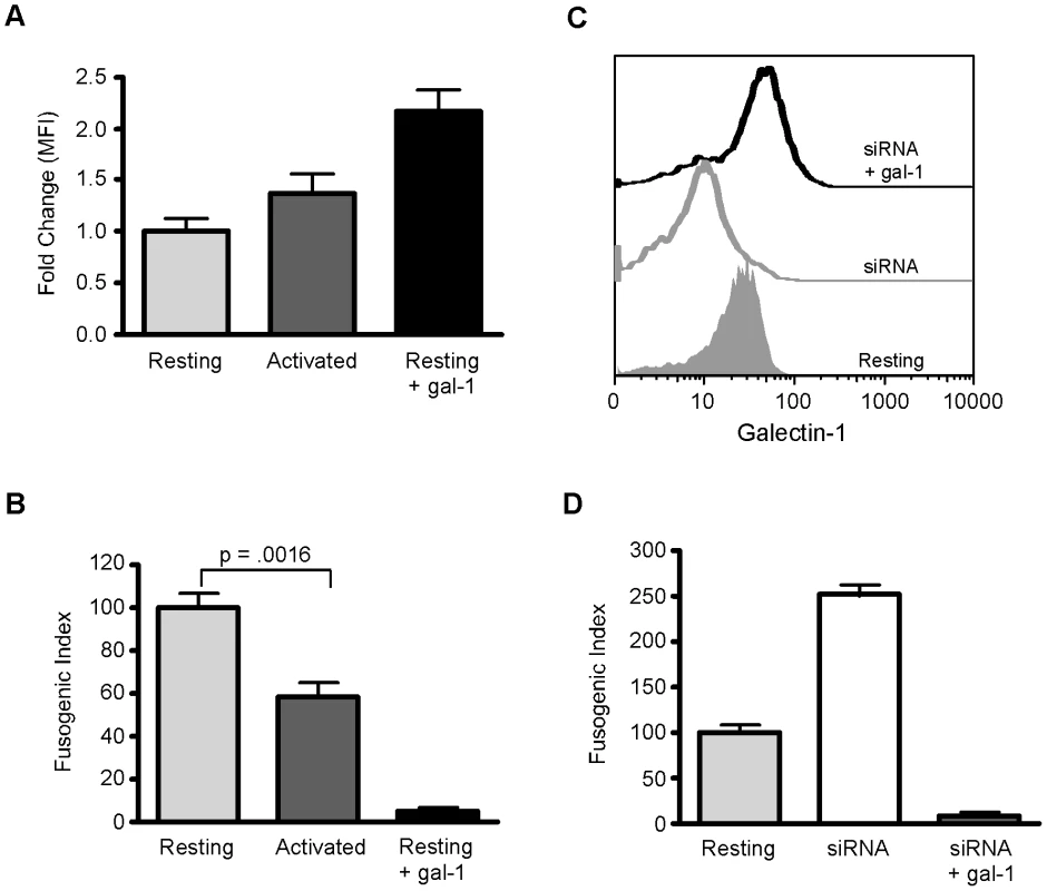 Endogenous endothelial galectin-1 inhibits NiV-F and NiV-G mediated syncytia formation.