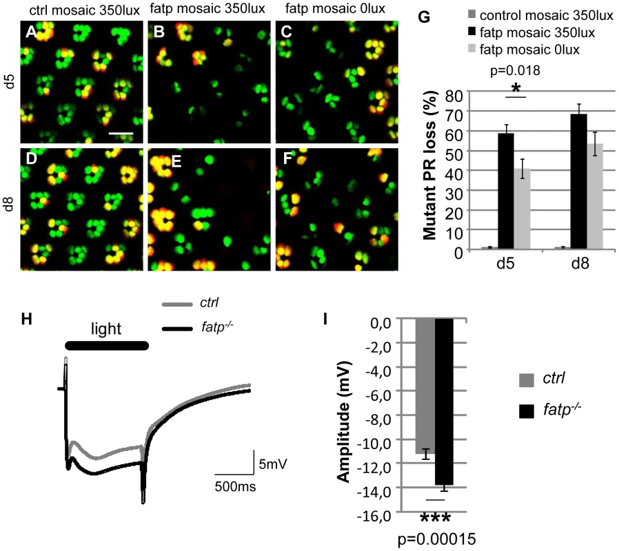 The visual response is altered in <i>fatp</i> mutant PRs.