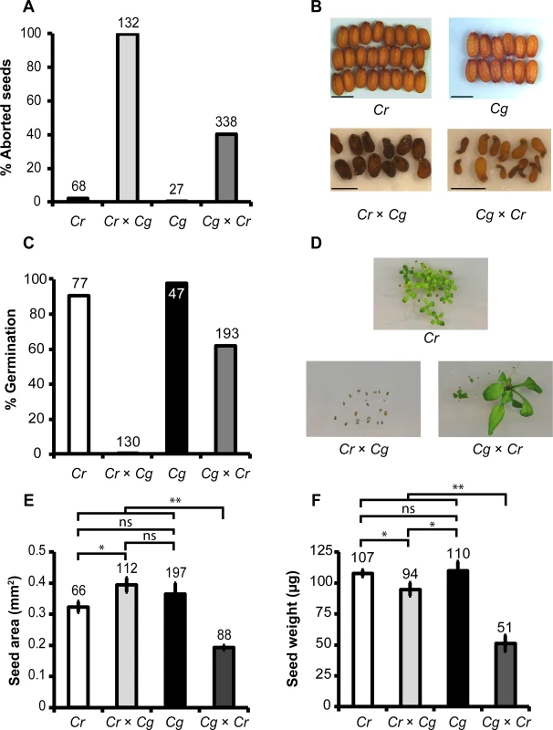 Cross direction-dependent incompatibility affects development of <i>Capsella rubella</i> and <i>C</i>. <i>grandiflora</i> hybrid seeds.