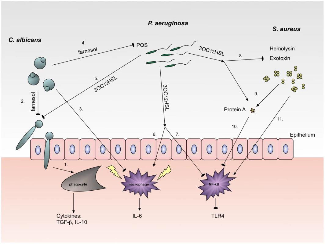 Effects of 3OC<sub>12</sub>HSL on <i>P. aeruginosa</i>, <i>S. aureus</i>, and <i>C. albicans</i> that are relevant to immune recognition.