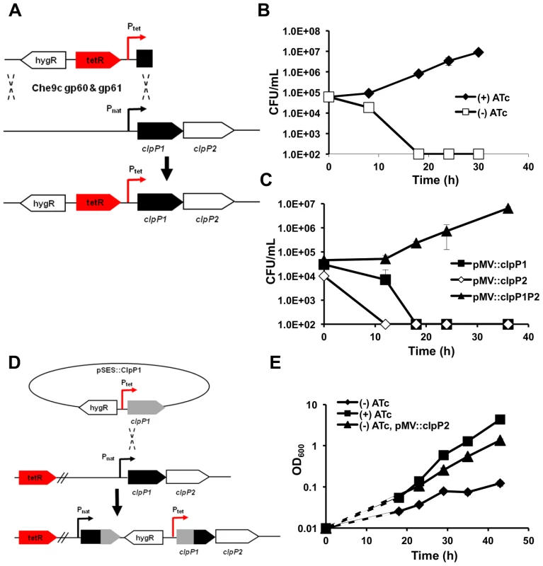 Both ClpP1 and ClpP2 are essential for normal growth in mycobacteria.