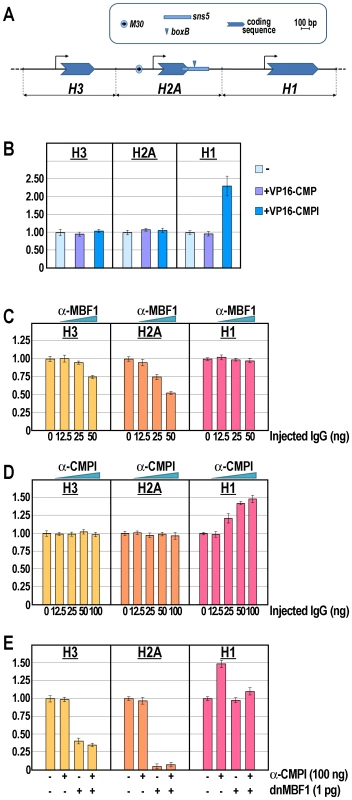 Knock-down of the <i>M30</i>-enhancer and/or <i>sns5</i>-insulator functions and effect on the endogenous early histone gene transcription.