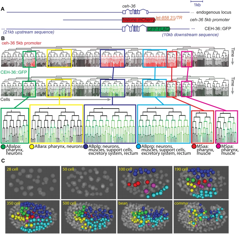 CEH-36 protein reporter and endogenous message are expressed dynamically in ABpxp and other lineages.