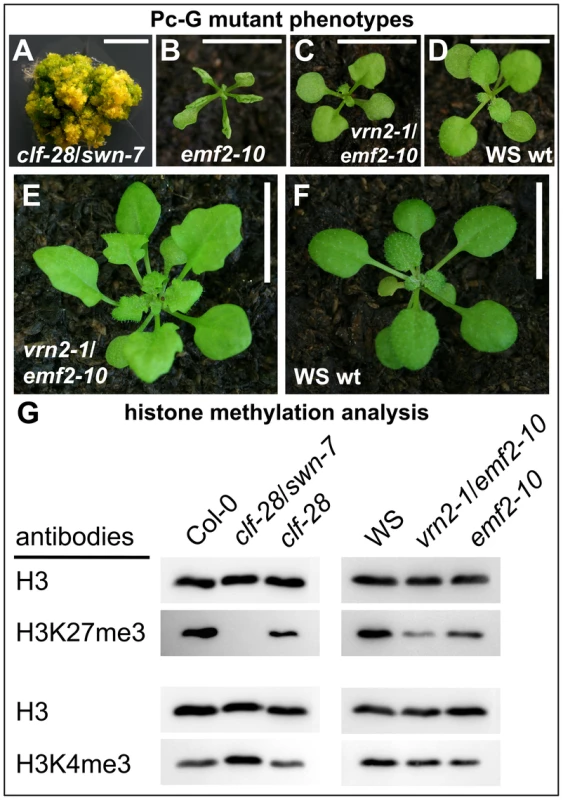Immunoblot analyses of histone modifications in Pc-G mutants.