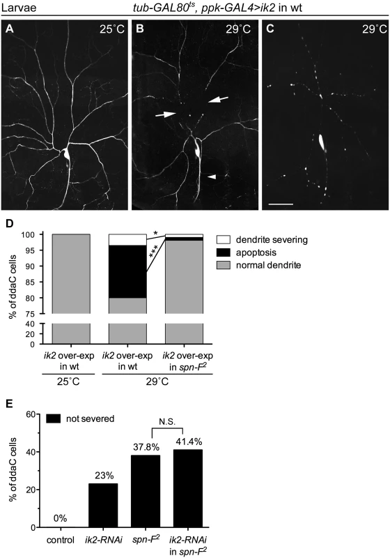 Spn-F acts downstream of Ik2 in dendrite pruning.