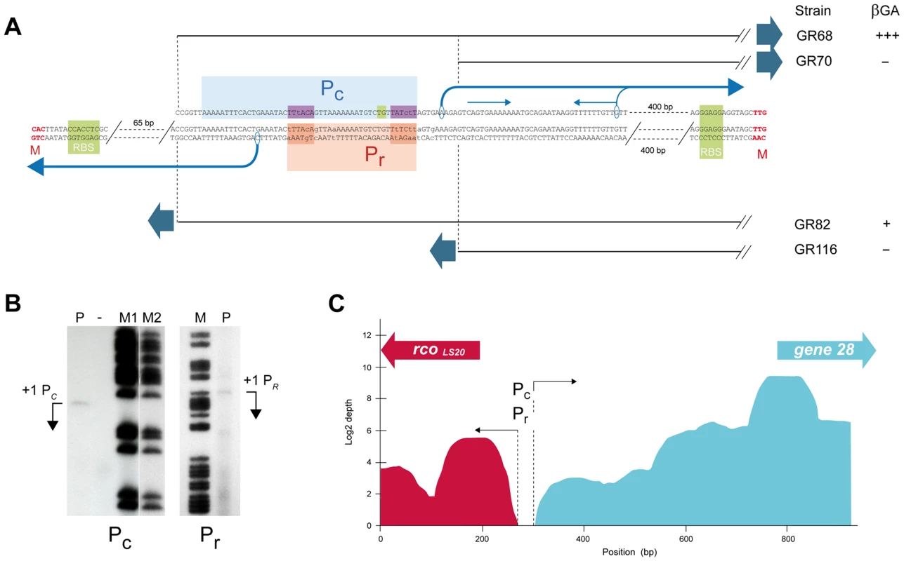 Promoter <i>P<sub>c</sub></i> is located 461 bp upstream of the start codon of gene <i>28</i> and overlaps with the divergently oriented <i>P<sub>r</sub></i> promoter.