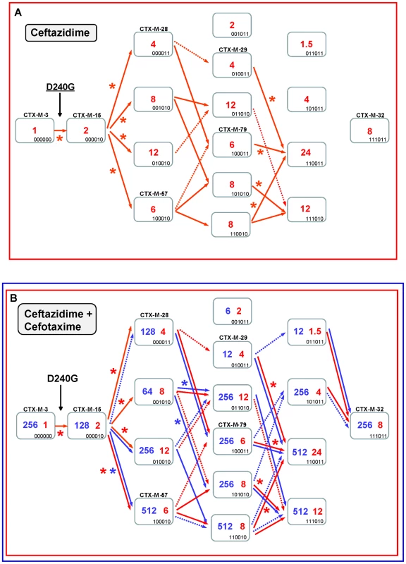 Mutational pathways showing the diversification of CTX-M-3 towards the most evolved variants, determined by step-by-step site-specific mutagenesis: the D240 pathway.
