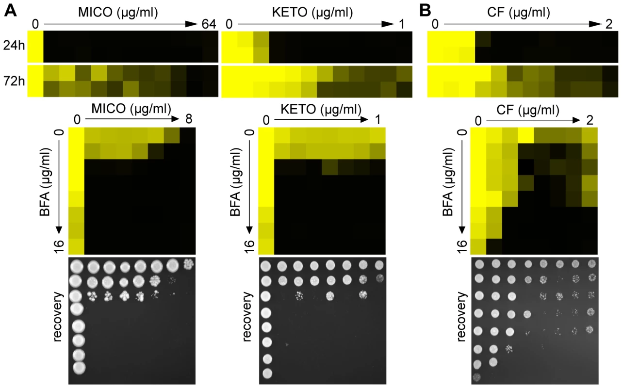 Pharmacological compromise of ARF cycling synergizes with various azoles as well as the cell wall inhibitor CF.