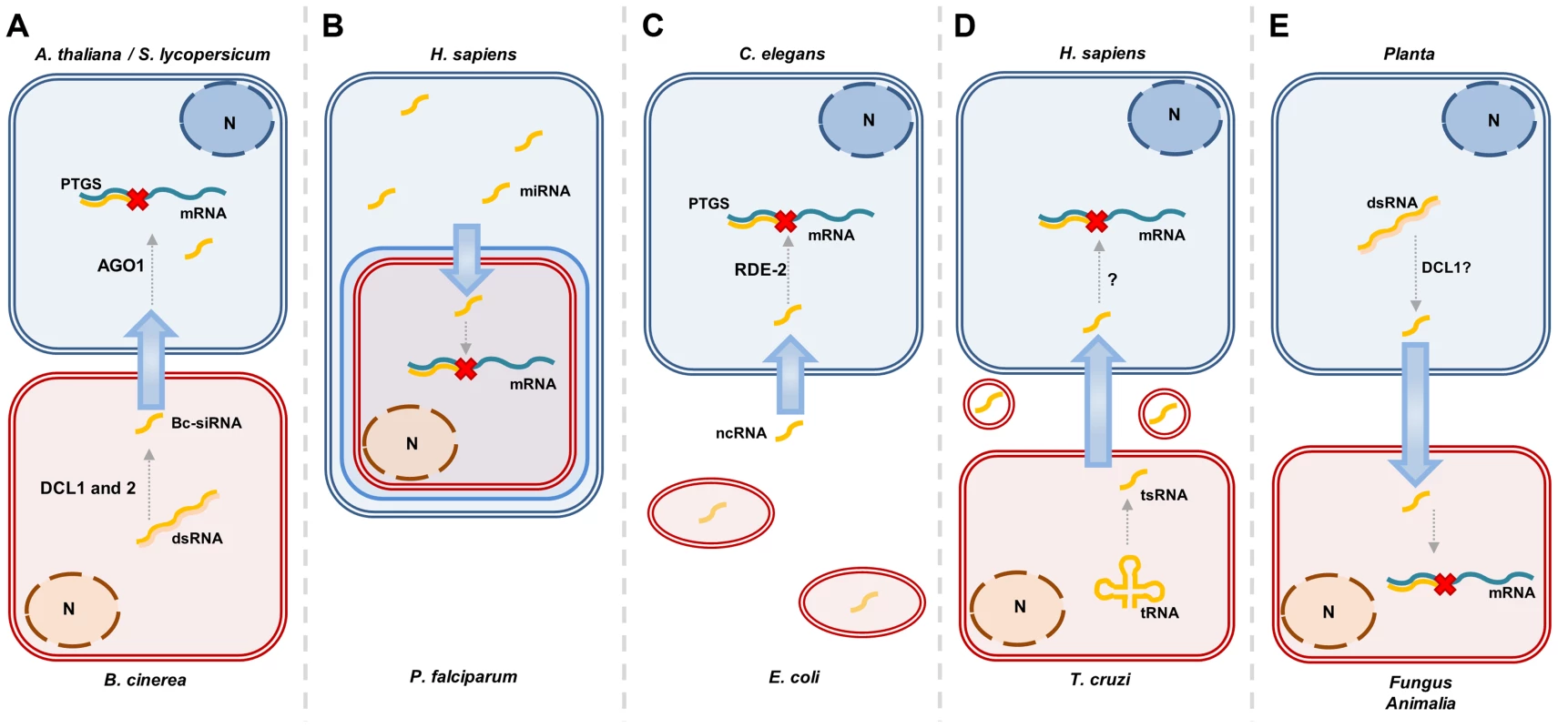 Overview of different situations in which sRNA transfer occurs.