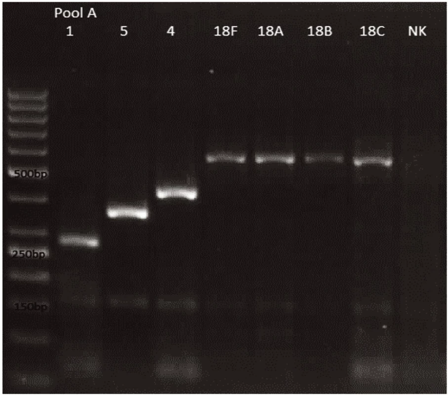 mPCR pool A
Dráha 1: 50bp DNA Ladder
Dráha 2: <i>S. pneumoniae</i> sérotyp 1 (280bp)
Dráha 3: <i>S. pneumoniae</i>  sérotyp 5 (362bp)
Dráha 4: <i>S. pneumoniae</i>  sérotyp 4 (430bp)
Dráha 5: <i>S. pneumoniae</i>  sérotyp 18F (573bp)
Dráha 6: <i>S. pneumoniae</i>  sérotyp 18A (573bp)
Dráha 7: <i>S. pneumoniae</i>  sérotyp 18B (573bp)
Dráha 8: <i>S. pneumoniae</i>  sérotyp 18C (573bp)
Dráha 9: negativní kontrola
Dráha 2–8: pozitivní produkt cpsA (160bp)<br>
Fig. 1. mPCR pool A
Lane 1: 50bp DNA Ladder
Lane 2: <i>S. pneumoniae</i>  serotype 1 (280bp)
Lane 3: <i>S. pneumoniae</i>  serotype 5 (362bp)
Lane 4: <i>S. pneumoniae</i>  serotype 4 (430bp)
Lane 5: <i>S. pneumoniae</i>  serotype 18F (573bp)
Lane 6: <i>S. pneumoniae</i>  serotype 18A (573bp)
Lane 7: <i>S. pneumoniae</i>  serotype 18B (573bp)
Lane 8: <i>S. pneumoniae</i>  serotype 18C (573bp)
Lane 9: negative control
Lanes 2–8: positive product cpsA (160bp)
