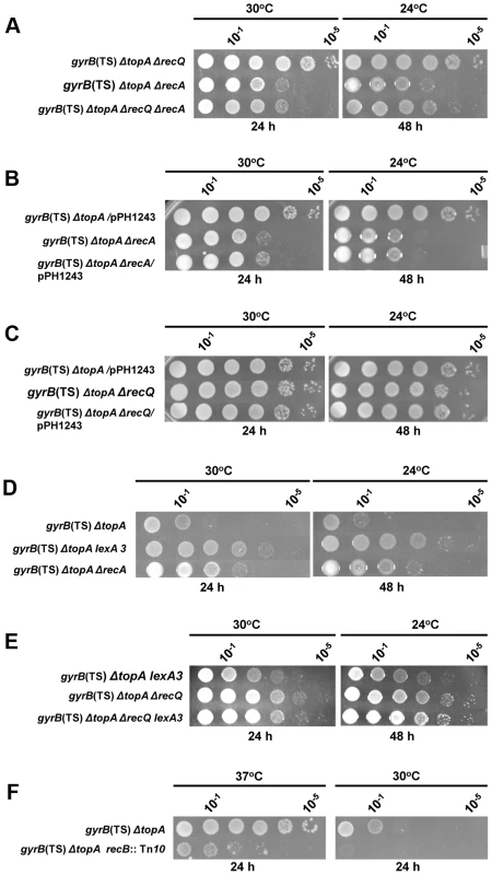 Topo III overproduction and <i>recQ</i> deletion are epistatic to <i>recA</i> deletion in correcting the growth defect of the <i>topA gyrB</i>(Ts) strain.
