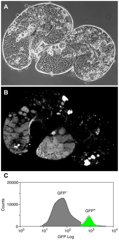 The germline precursor population.