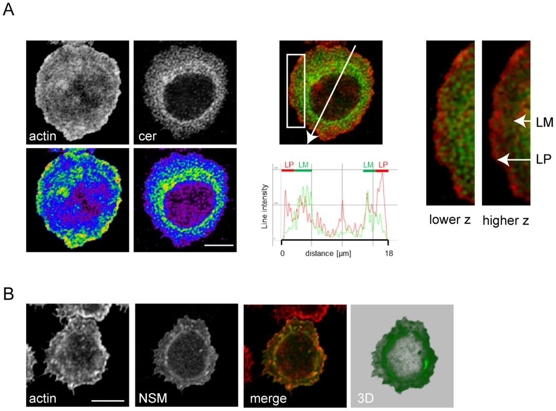 Ceramide and NSM2 accumulate within the lamellum in co-stimulated T cells.