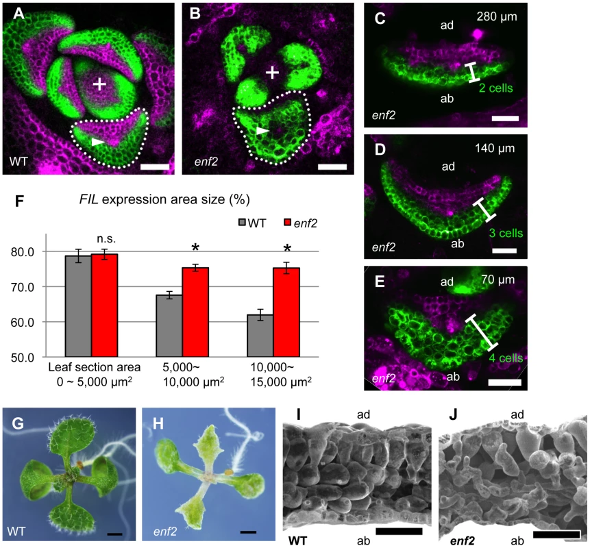 The <i>enf2</i> mutant shows slow FMB shifting and an abaxialized leaf phenotype.