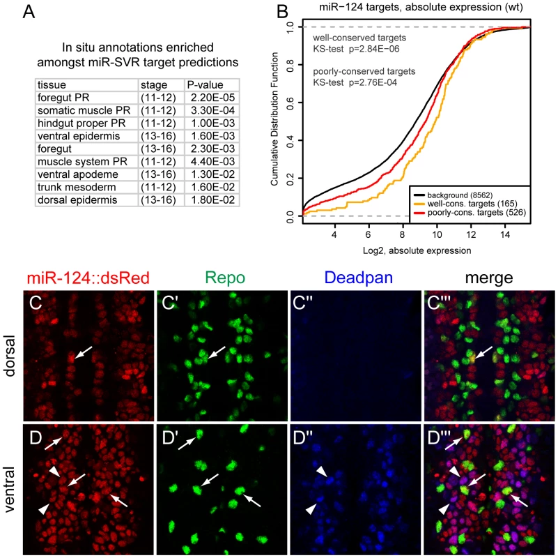 Lack of evidence for mutual exclusion amongst the functional miR-124 target network.
