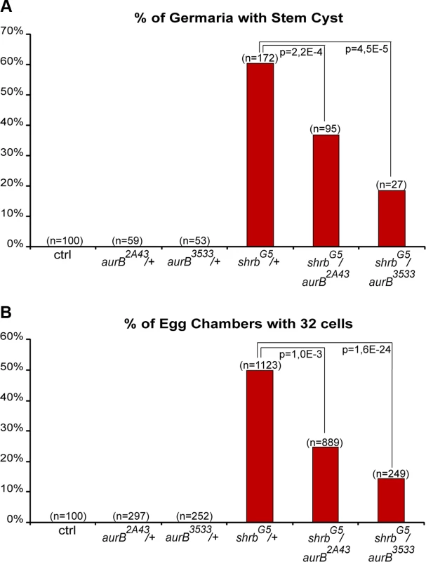 Aurora-B and Shrub interact to regulate abscission in germline stem cells.