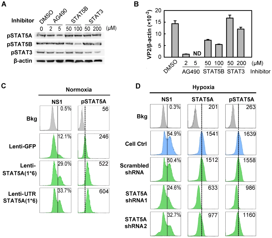 Regulation of B19V infection of CD36<sup>+</sup> EPCs by phosphorylated STAT5A.
