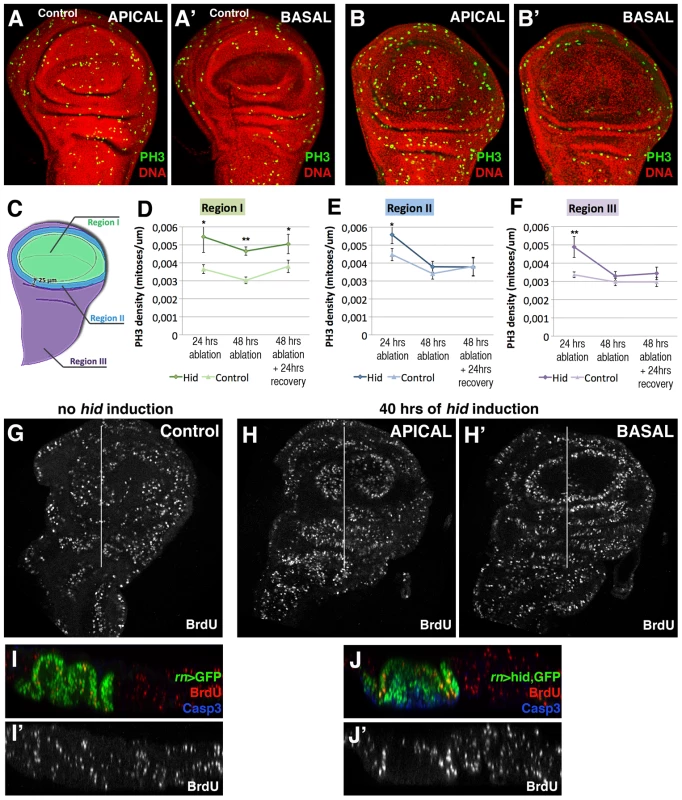 Proliferation pattern during and after <i>hid</i>-induced ablation of the Rn domain.