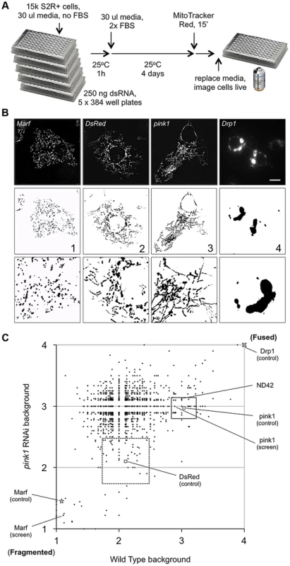 A cell based RNAi screen to identify phenocopiers and suppressors of <i>pink1</i> RNAi-induced mitochondrial hyperfusion.