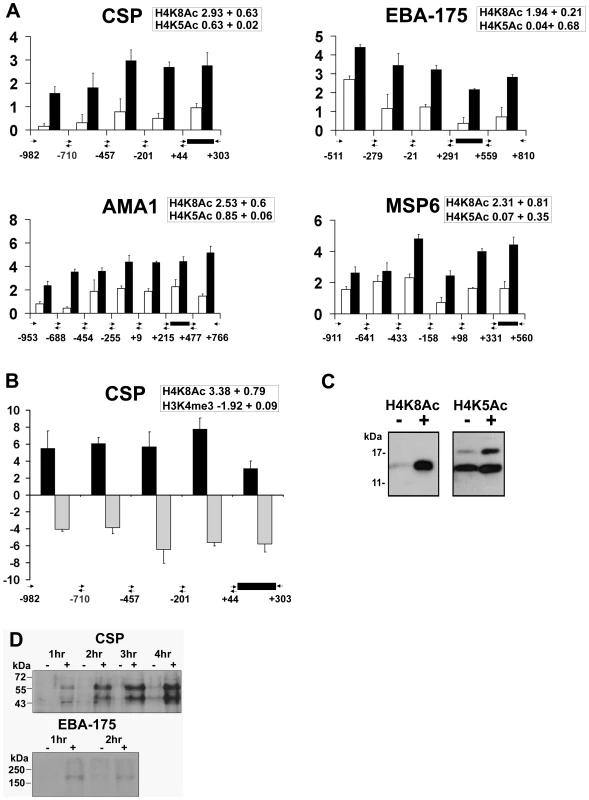 Apicidin induces histone hyperacetylation along promoter regions and protein expression of <i>P. falciparum</i> genes.
