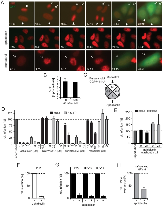 Cell cycle progression into early mitosis is required for HPV16 entry.