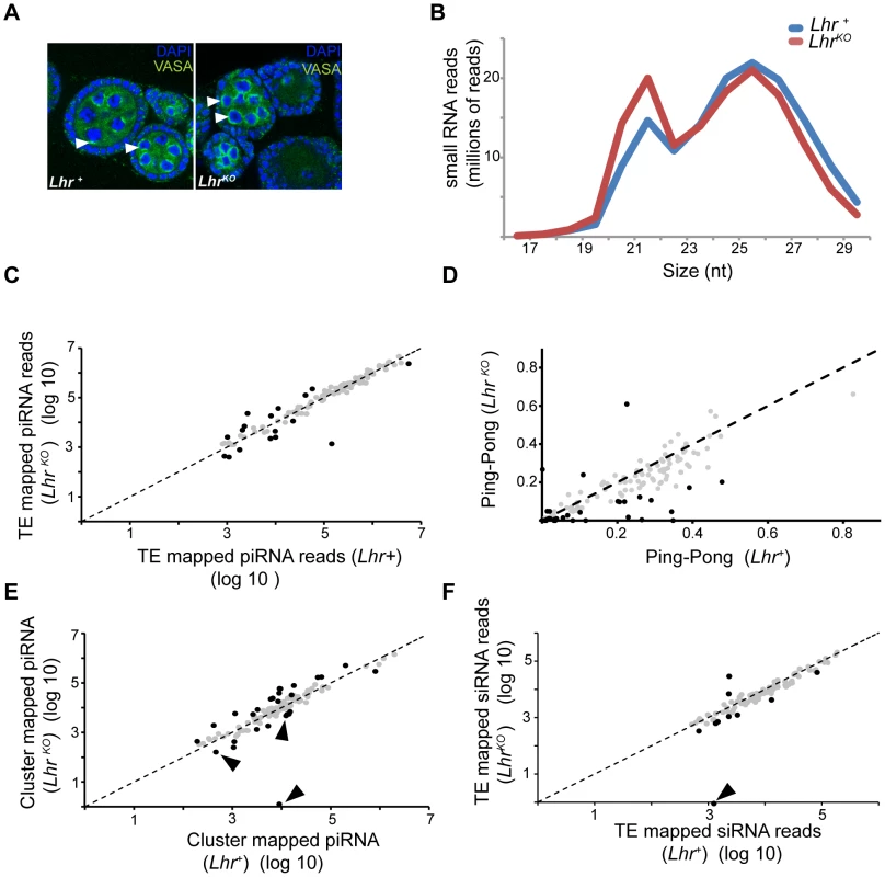 Small RNA patterns are largely unaffected in <i>Lhr<sup>KO</sup></i>.