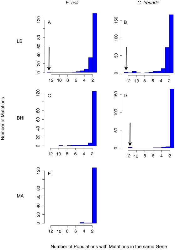Parallel evolution was observed as mutations that evolved in many populations.